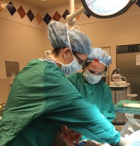 Allyson Sweet Physician Assistant at Orthopaedic Specialists working with Dr. Grossfeld