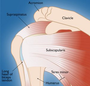 Rotator Cuff injuries are some of the most common shoulder injuries 