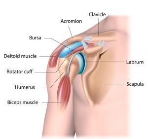 The shoulder is vulnerable to injury 
