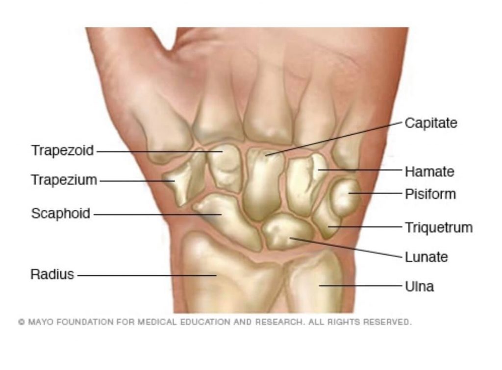 Understanding the Wrist The Orthopaedic Specialists of Louisville, KY