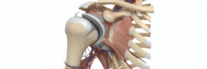 Shoulder Adduction Tests and AC Joint Pain Shoulder Diagram