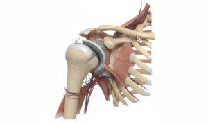 Shoulder Adduction Tests and AC Joint Pain Shoulder Diagram